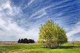 Spring Trees_15942